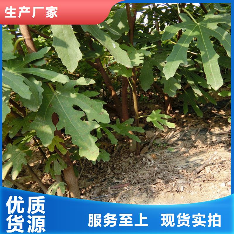 源頭廠家直供，無花果桃樹苗支持來圖定制，網絡銷售開啟新篇章